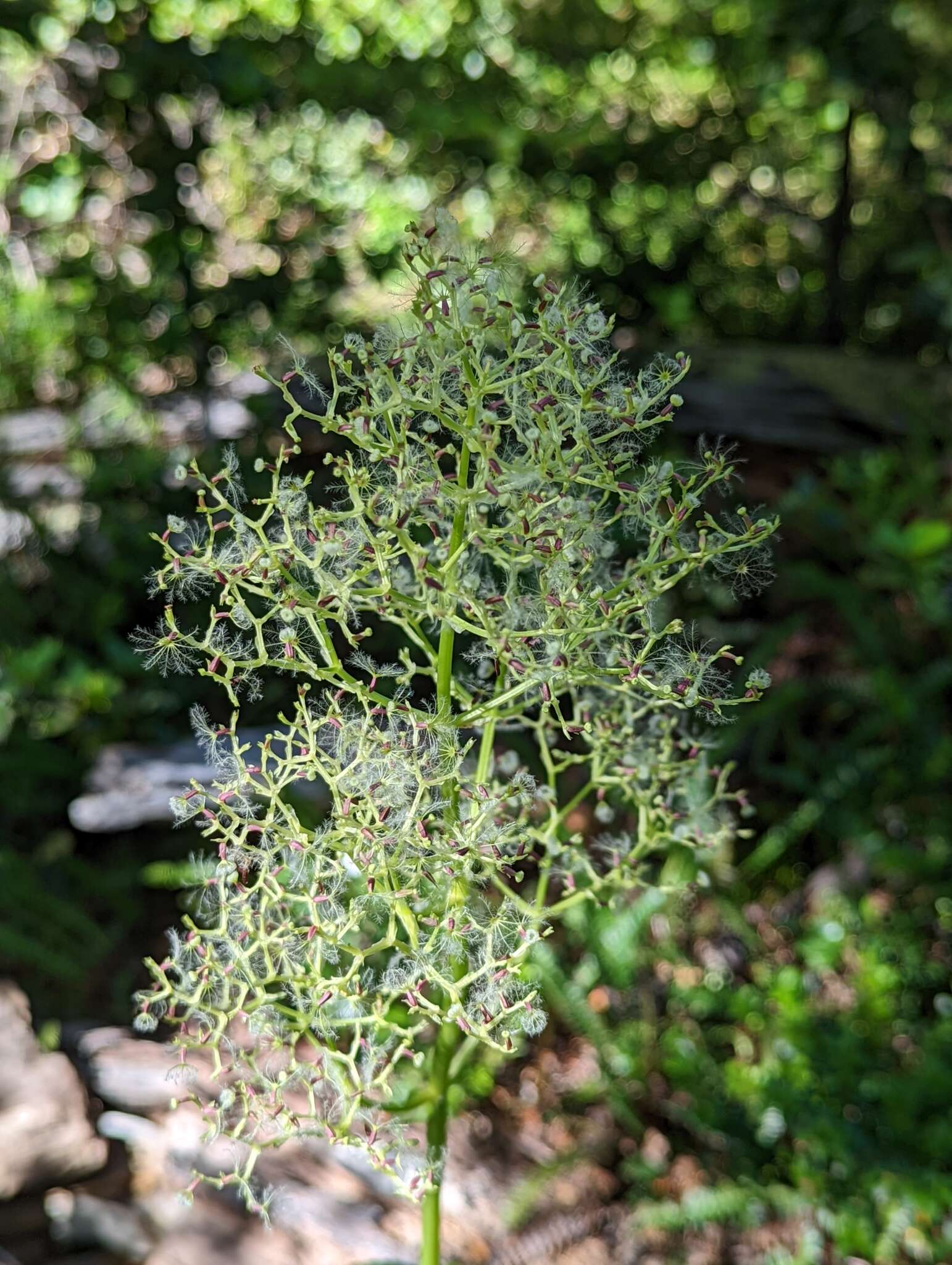 Image of Valeriana lapathifolia Vahl