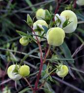 Image of Calceolaria hyssopifolia Kunth