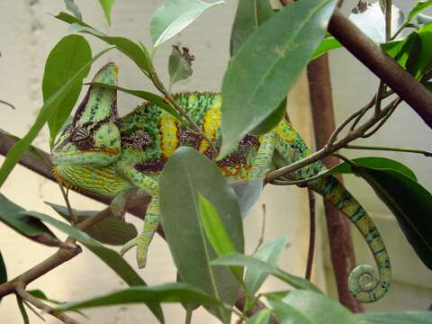 Image of Cone-head Chameleon