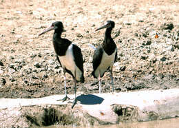 Image of Abdim's Stork