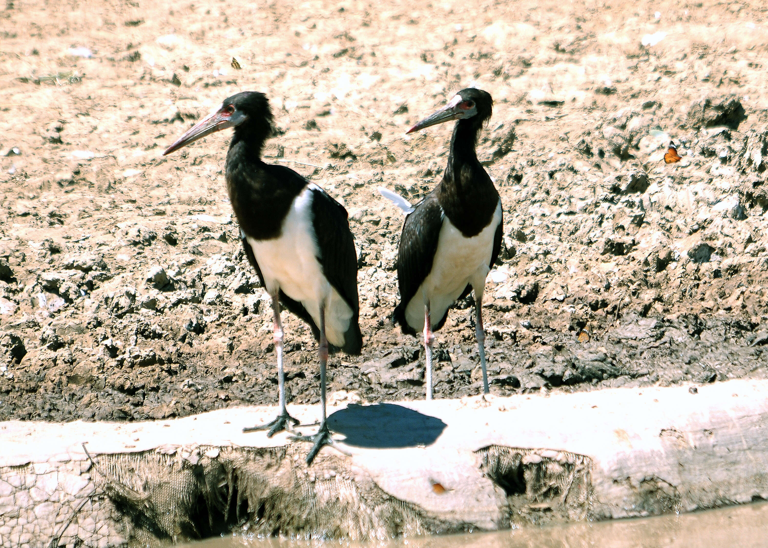 Image of Abdim's Stork