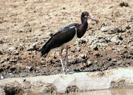 Image of Abdim's Stork