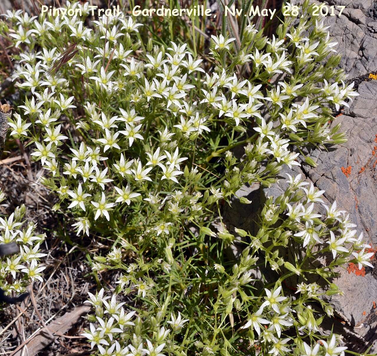 Imagem de Sabulina nuttallii var. fragilis (Maguire & A. H. Holmgren) Dillenb. & Kadereit