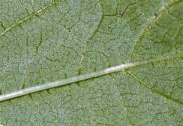 Image of Smooth Hedge-Nettle