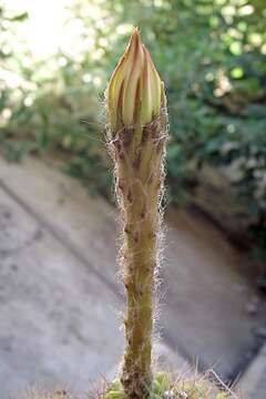 Echinopsis oxygona resmi