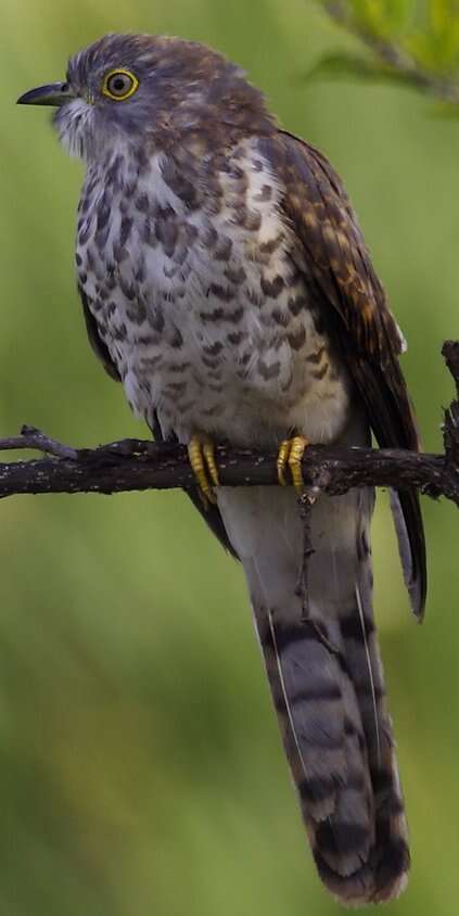 Image of Common Hawk Cuckoo