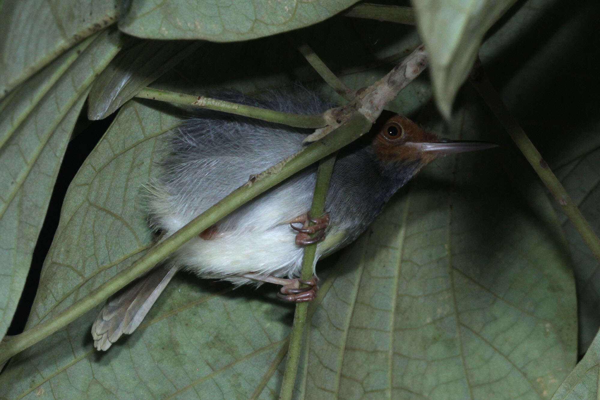 Image of Olive-backed Tailorbird