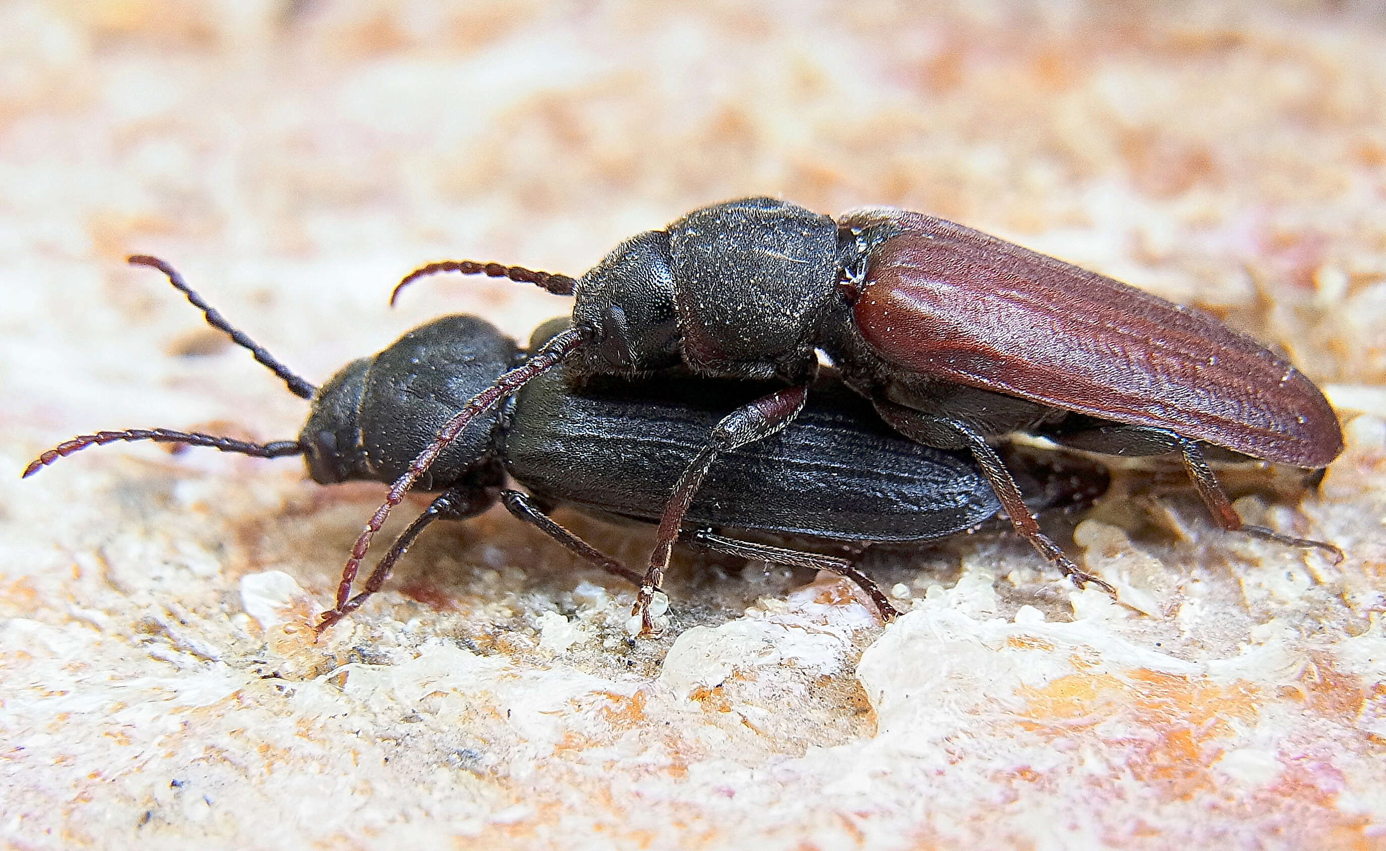 Image of Black Spruce Borer