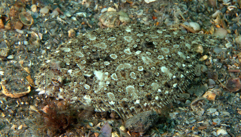 Image of Eyed Flounder