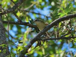 Image of Blue-headed Vireo