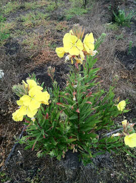 Oenothera elata Kunth的圖片