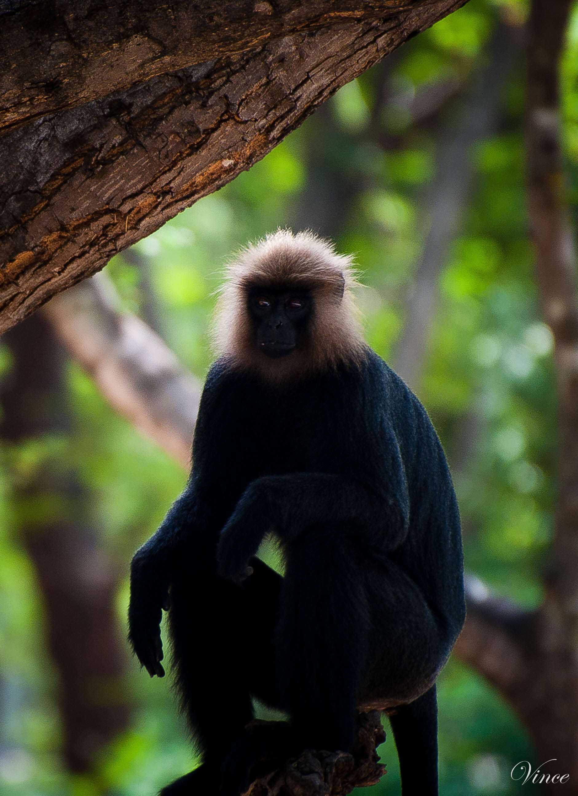 Image of Black Leaf Monkey