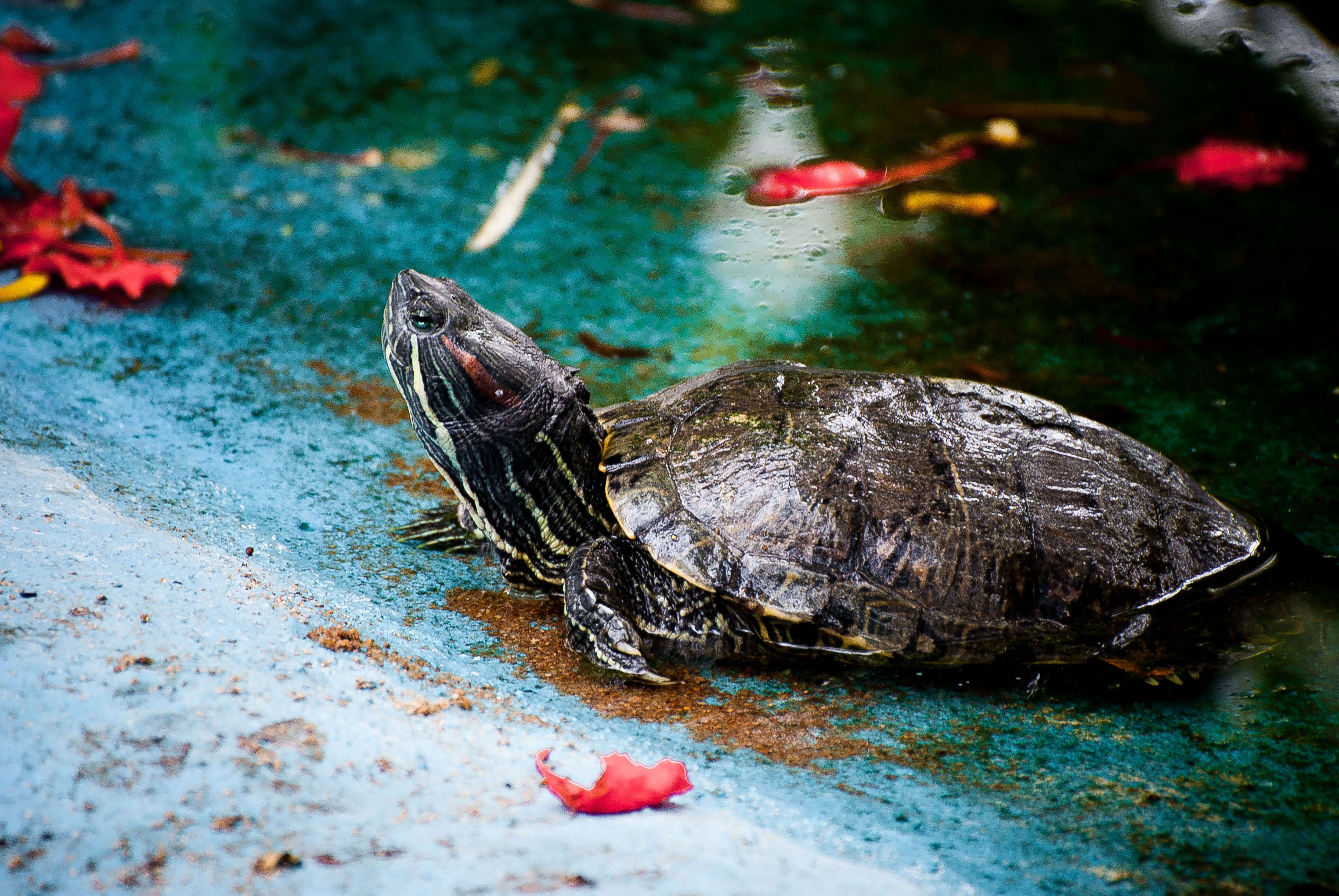 Image of slider turtle, red-eared terrapin, red-eared slider