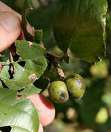 Image of Giant raisin