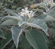 Image of earleaf nightshade