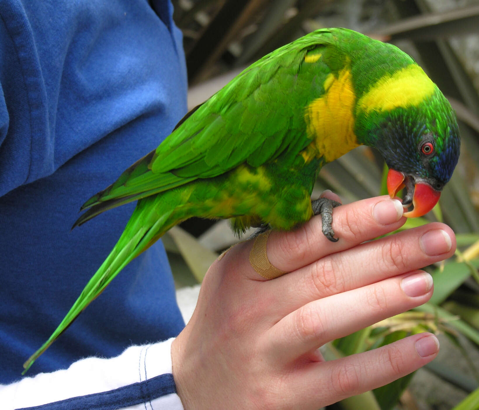 Image of Marigold Lorikeet