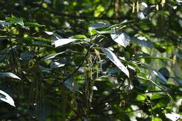 Image of Myriocarpa cordifolia Liebm.