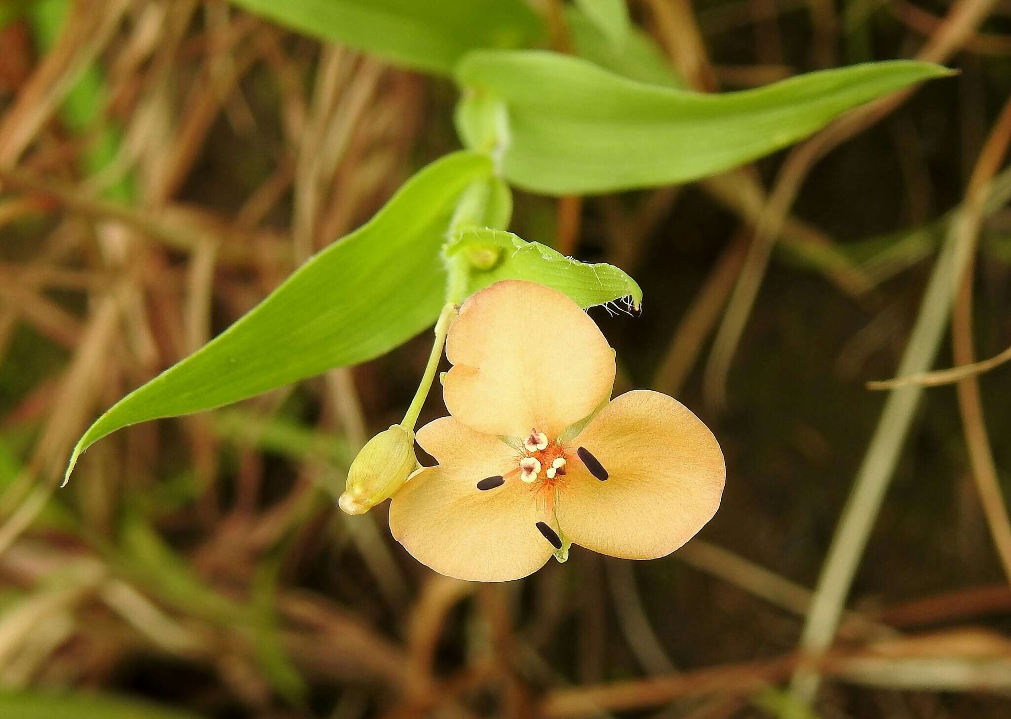 Image of Murdannia lanuginosa (Wall. ex C. B. Clarke) G. Brückn.