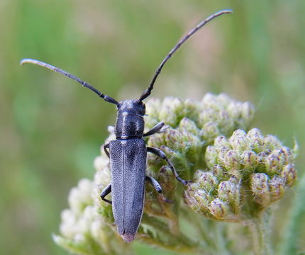 Image of <i>Phytoecia nigricornis</i> (Fabricius 1782)