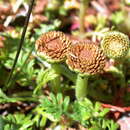 Image of Leptinella filicula (Hook. fil.) Hook. fil.