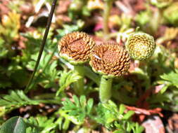 Image of Leptinella filicula (Hook. fil.) Hook. fil.