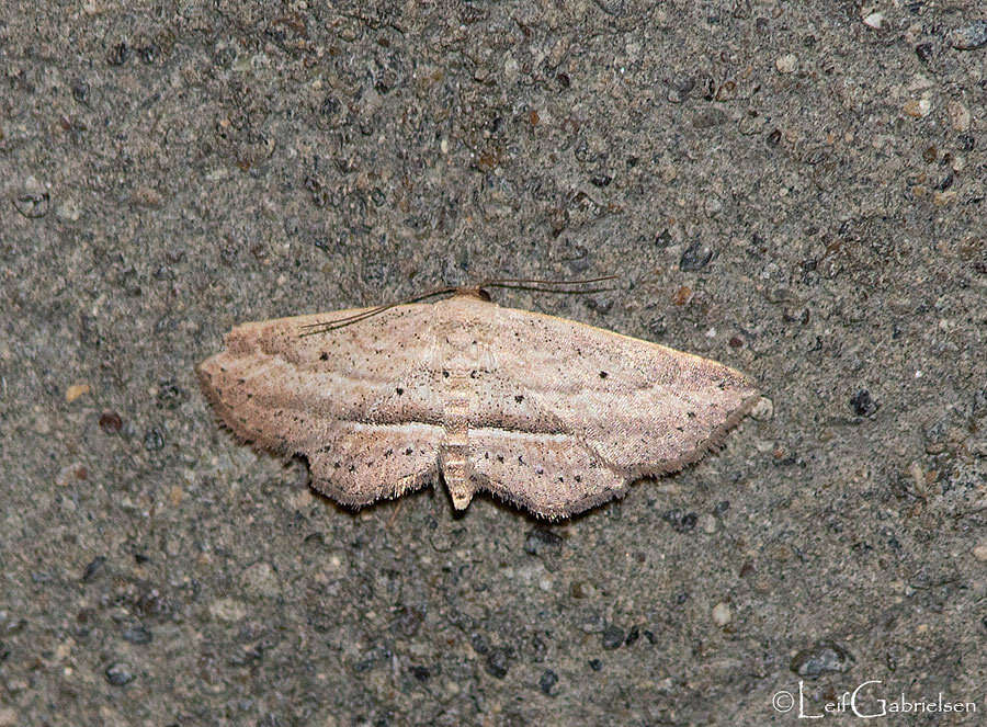 Image of Hyposada hydrocampata Guenée 1857