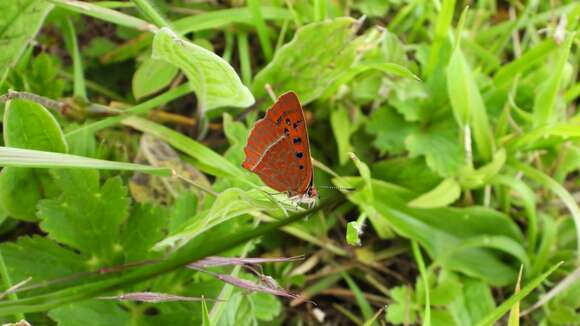 Image of Lycaena pang (Oberthür 1886)