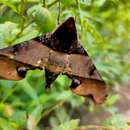 Image of mango hawkmoth