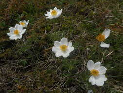 Image of Pulsatilla alpina subsp. millefoliata (Bertol.) D. M. Moser