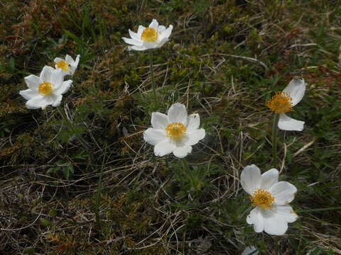 Pulsatilla alpina subsp. millefoliata (Bertol.) D. M. Moser resmi