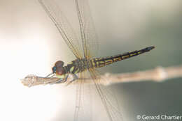 Image of Lyriothemis mortoni Ris 1919