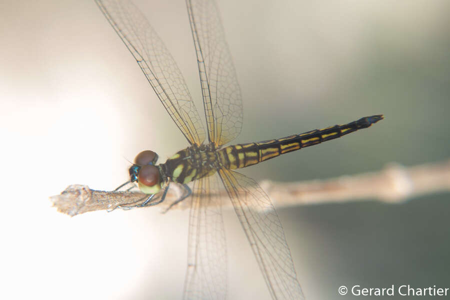 Image of Lyriothemis mortoni Ris 1919