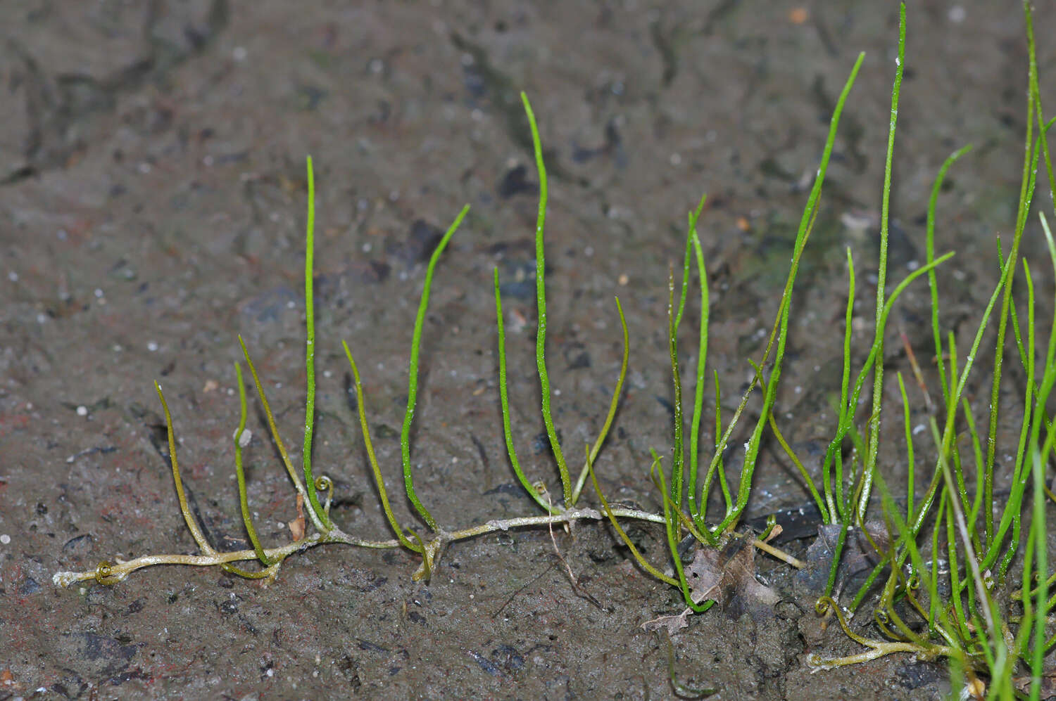 Plancia ëd Pilularia globulifera L.