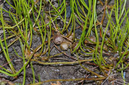 Image of Pillwort