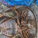 Image of Horseshoe Crab