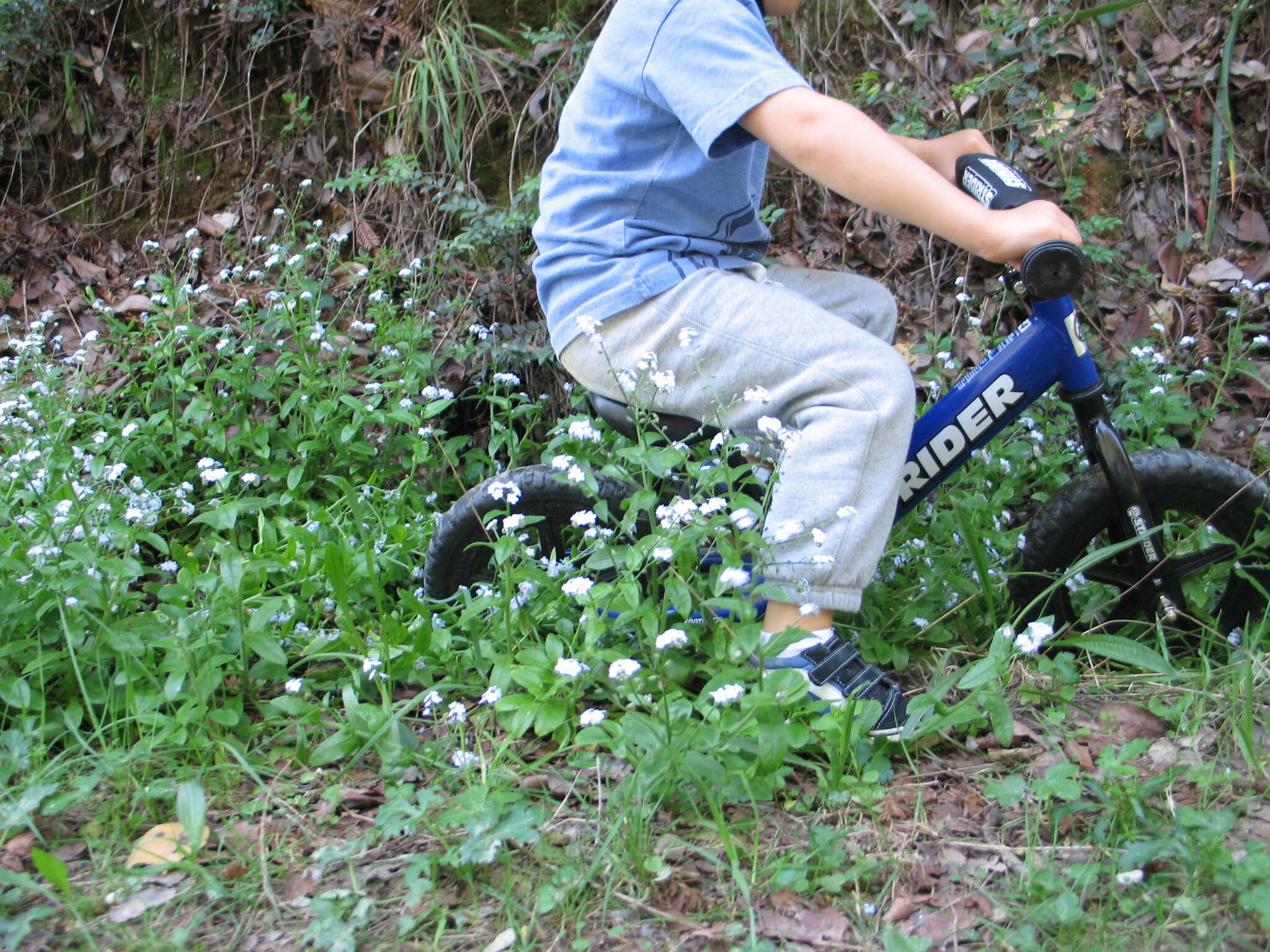 Image de Myosotis latifolia Poir.