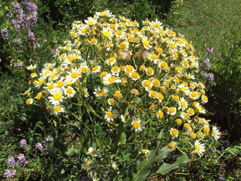 Image of Senecio bonariensis Hook. & Arn.