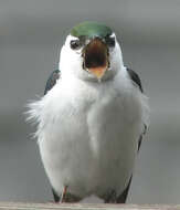 Image of Tachycineta Swallows