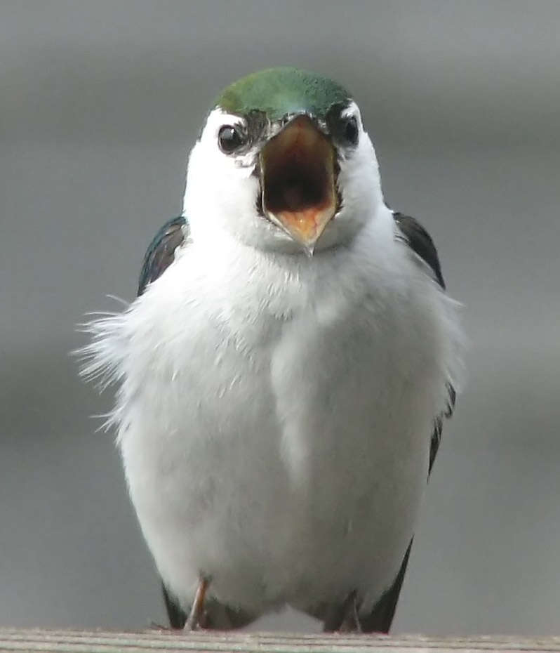 Image of Tachycineta Swallows