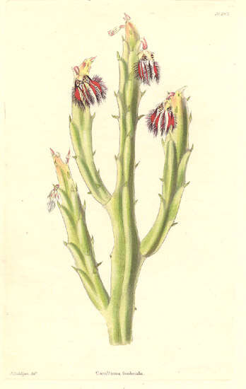 Image of Caralluma