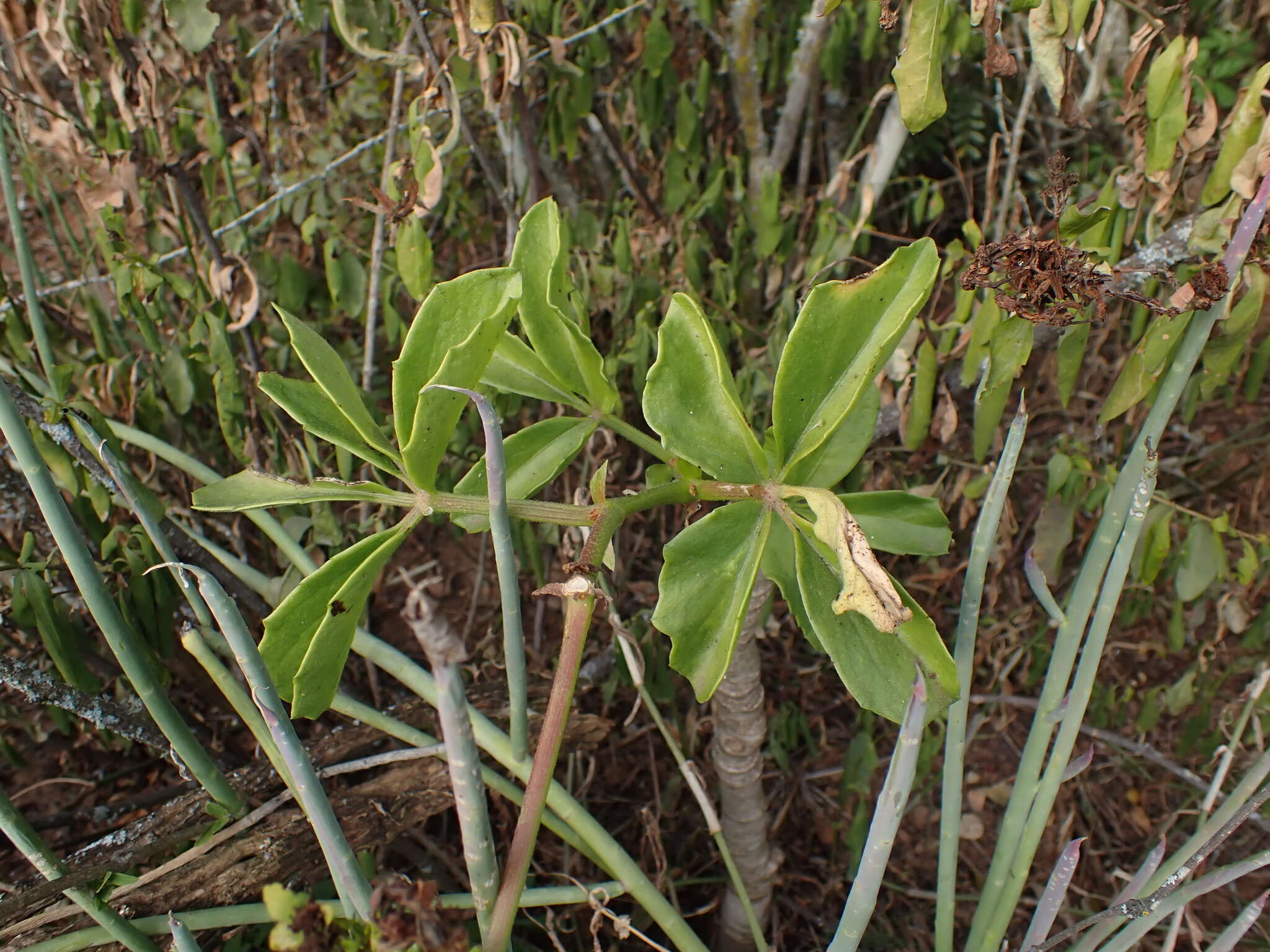 Image of Cyphostemma quinatum (Ait.) Descoings