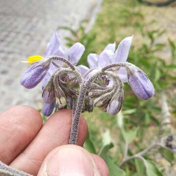 Image of orangeberry nightshade