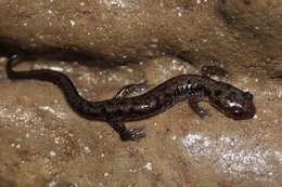 Image of Plethodon dixi Pope & Fowler 1949