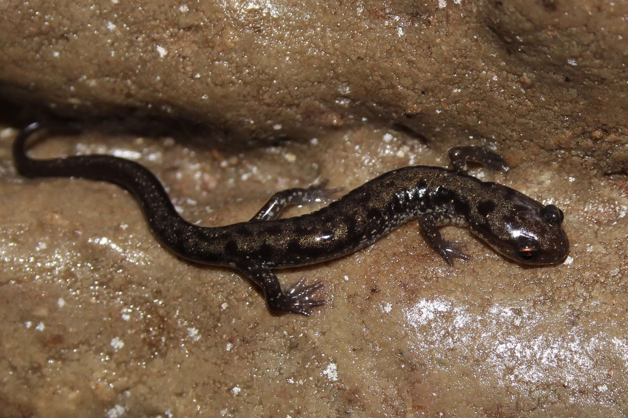 Image of Plethodon dixi Pope & Fowler 1949