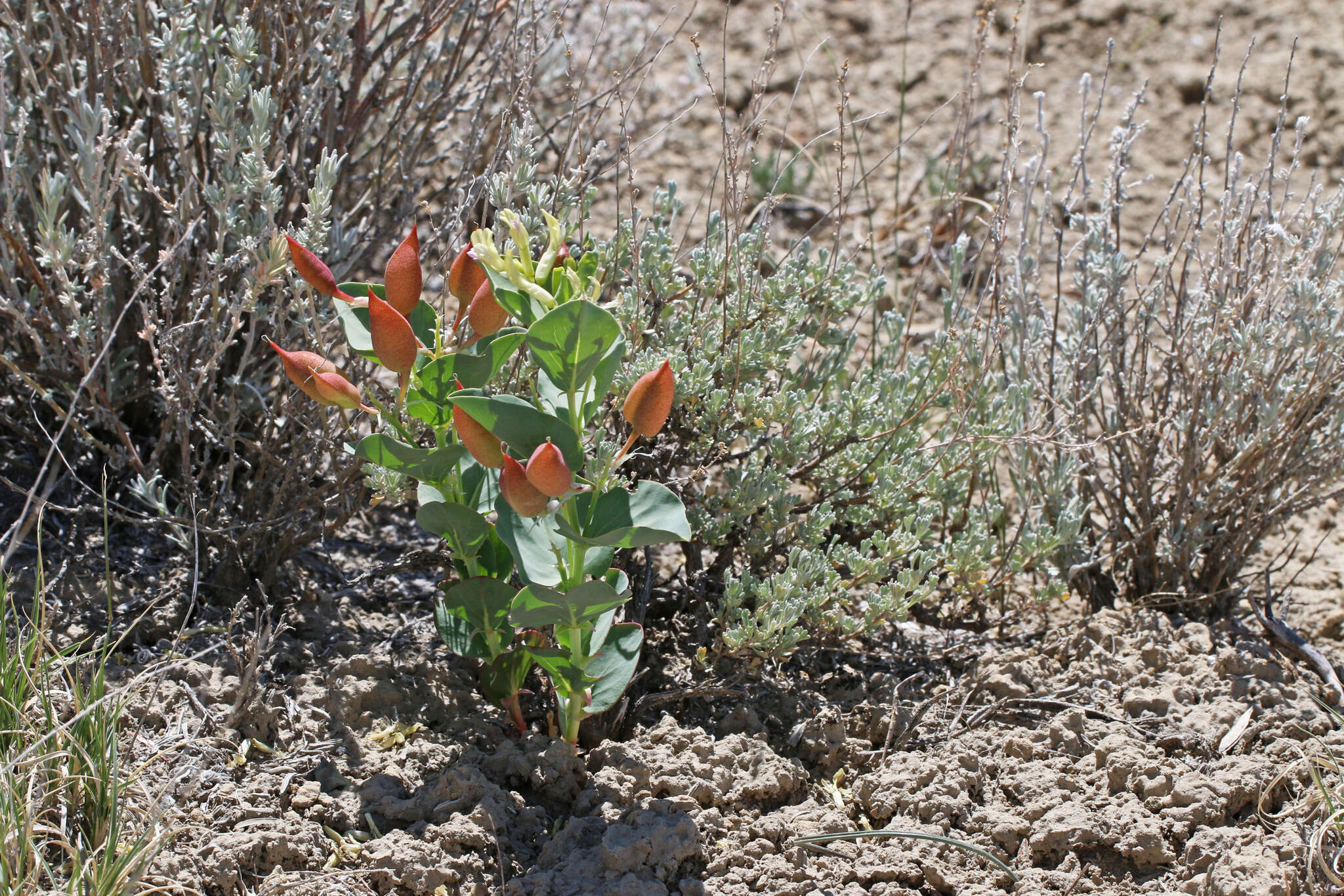 Astragalus asclepiadoides M. E. Jones resmi