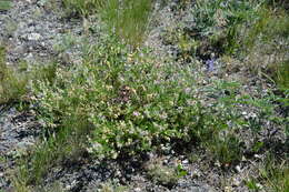 Image of dwarf milkvetch