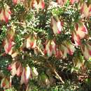 Sivun Darwinia macrostegia (Turcz.) Benth. kuva