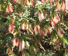 Darwinia macrostegia (Turcz.) Benth.的圖片