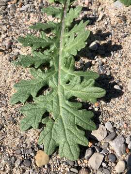 Image of common dogmustard