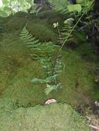 Image of upland brittle bladderfern